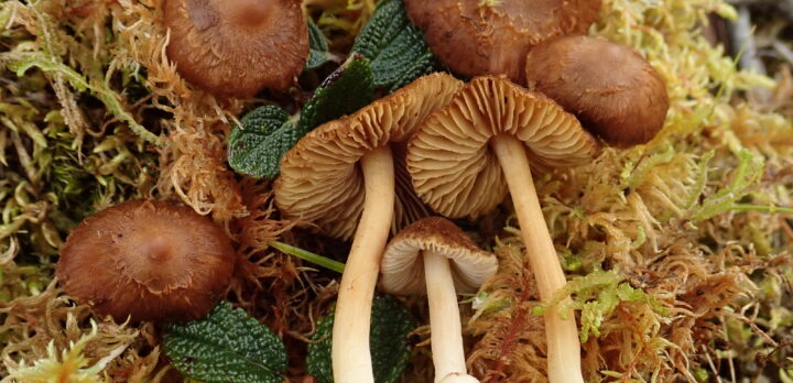 Närbild på små bruna svampar, liggande i mossa. Foto.