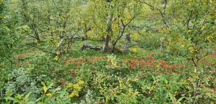 Markvegetation med bland annat fjällbjörk och kråkbärsris. Foto.