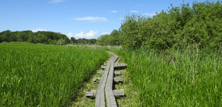 En spång går genom en mark med tätt grönt gräs/vass. Skogsdunge i bakgrunden. Foto.