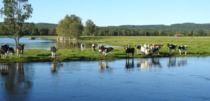 Kor betar på en äng vid en sjö. I bakgrunden skogsbeklätt bergslandskap. Foto.