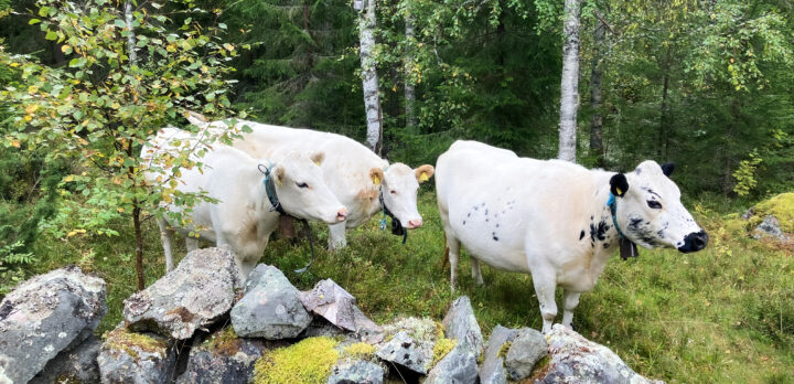 Tre vita kor betar i skogen. Foto.