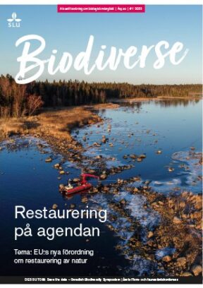 Omslaget till Biodiverse nr 1, 2025: En grävskopa lägger tillbaka stenar för att återställa tröskeln mellan havet och lagunen. Restaurering i Kronörens naturreservat, Västerbotten.