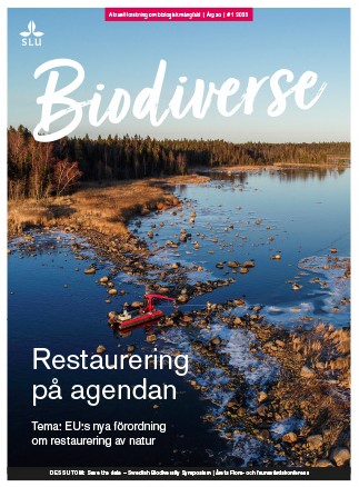 Omslaget till Biodiverse nr 1, 2025: En grävskopa lägger tillbaka stenar för att återställa tröskeln mellan havet och lagunen. Restaurering i Kronörens naturreservat, Västerbotten.