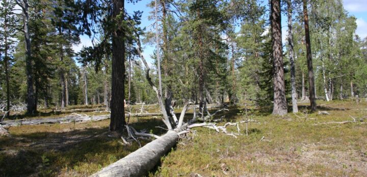 Gammal skog med stor biologisk mångfald i Pellokielas, Norrbotten