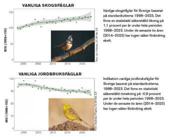 Diagram över ökningen av vanliga skogsfåglar (1,1 procent per år 1998-2023) och minskningen (0,9 procent per år 1998-2023) av vanliga jordbruksfåglar.