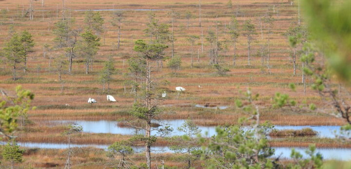 En myr i Finland med rik biologisk mångfald