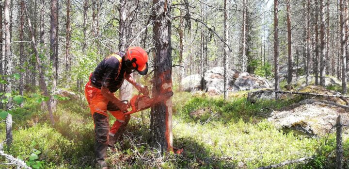 En man med motorsåg tar bort bark på en tall.