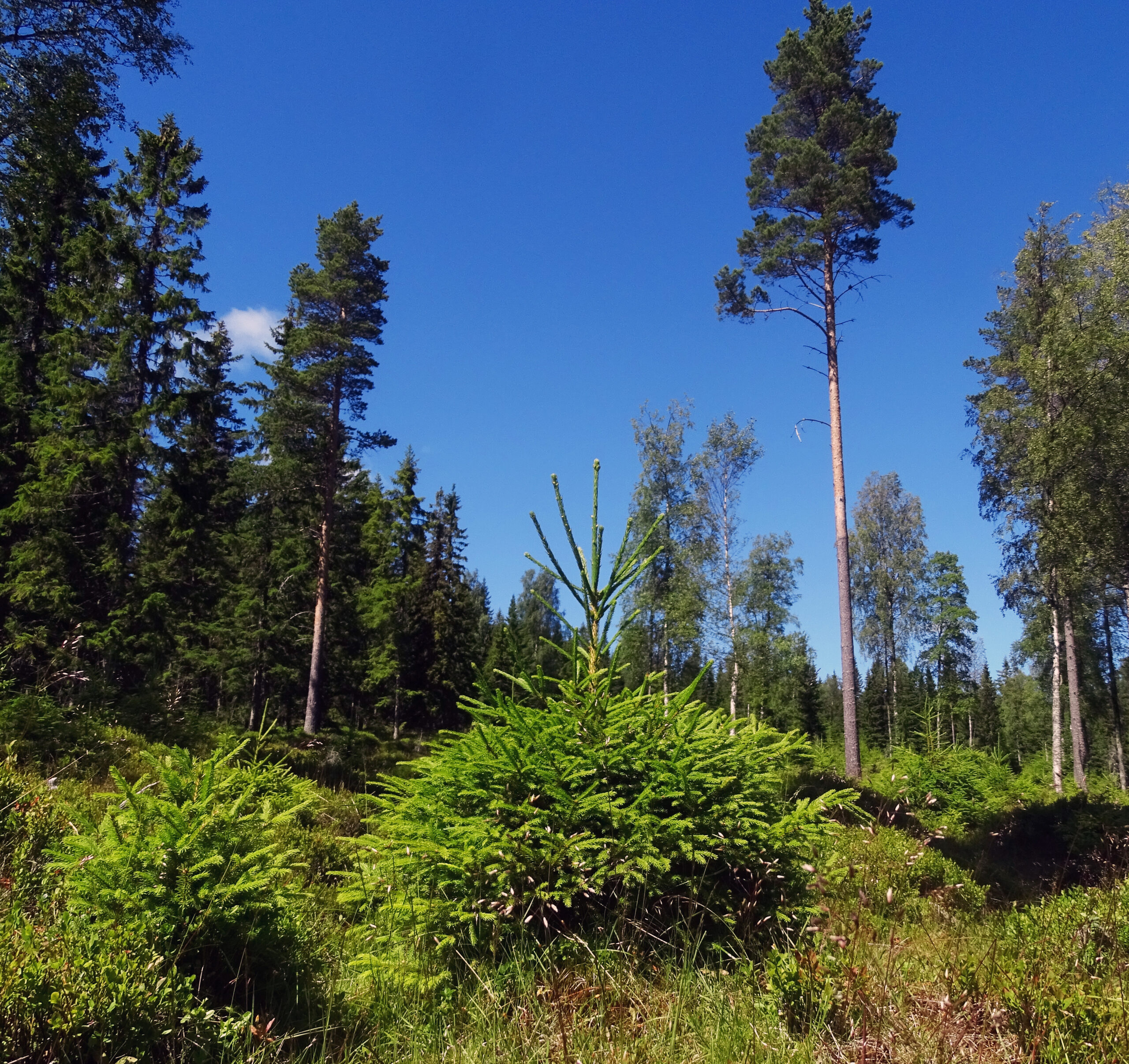 En glänta i en skog, höga träd i bakgrunden. I förgrunden en kortvuxen rund gran med ett toppskott som sticker upp. Foto.