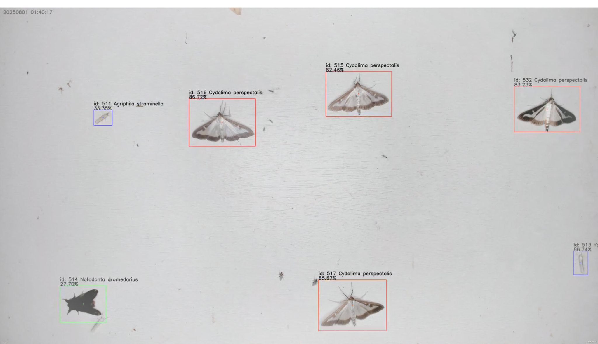Bild av ett antal nattflyn inramade med ramar i olika färger. Kamerabild.