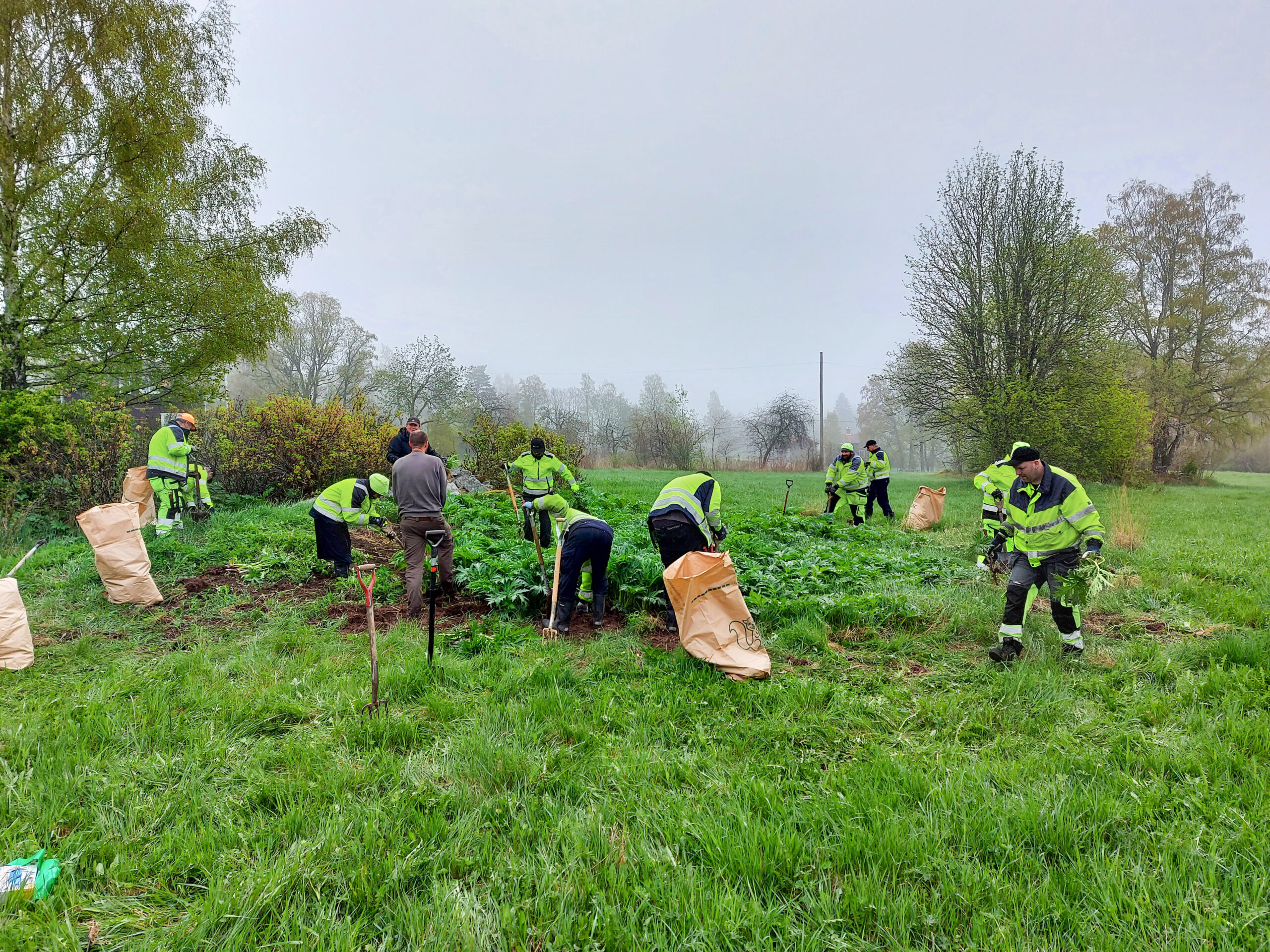 En grupp människor i varselkläder på ett fält med påsar och spadar. Foto.