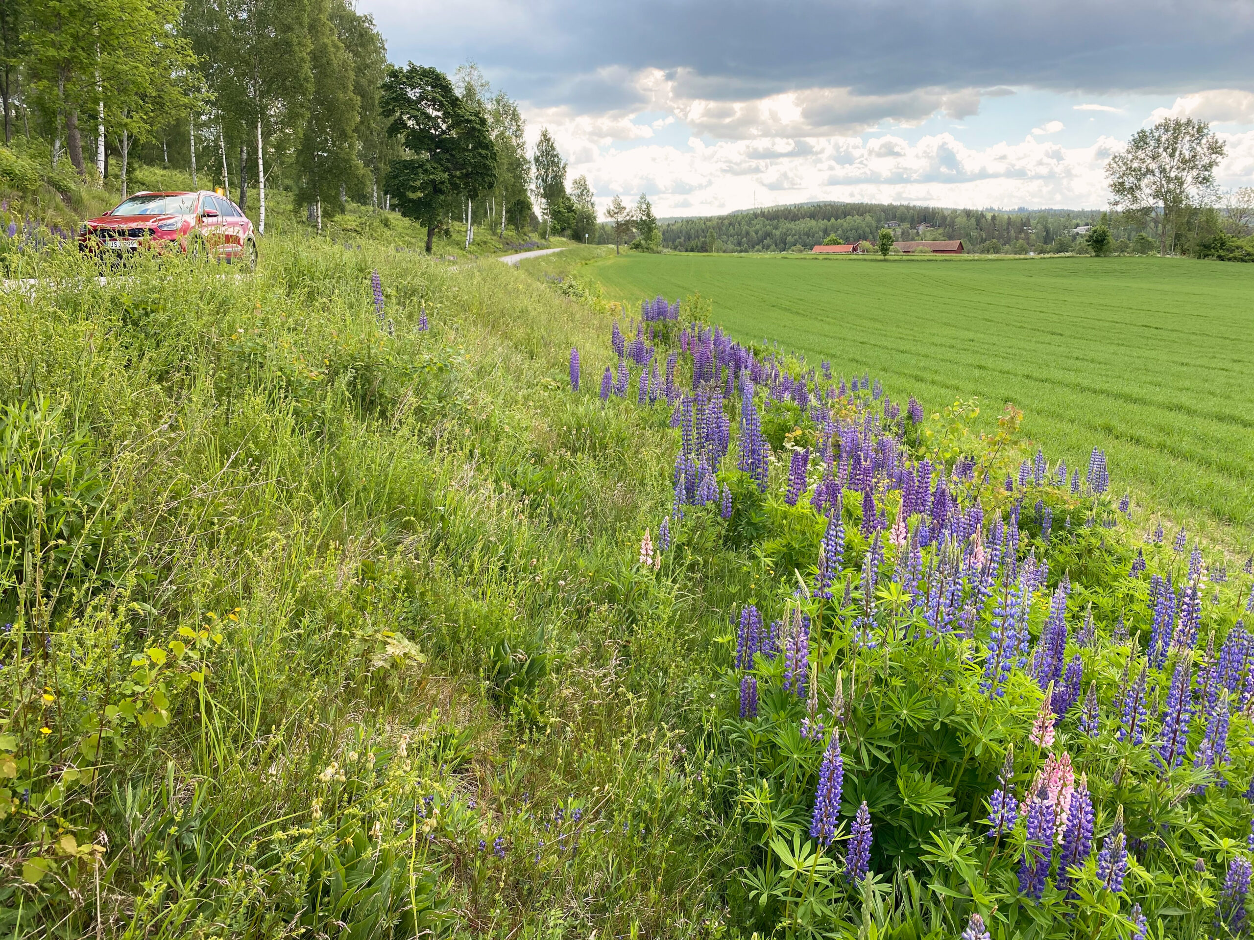 En vägslänt full med lila blommor. Foto.