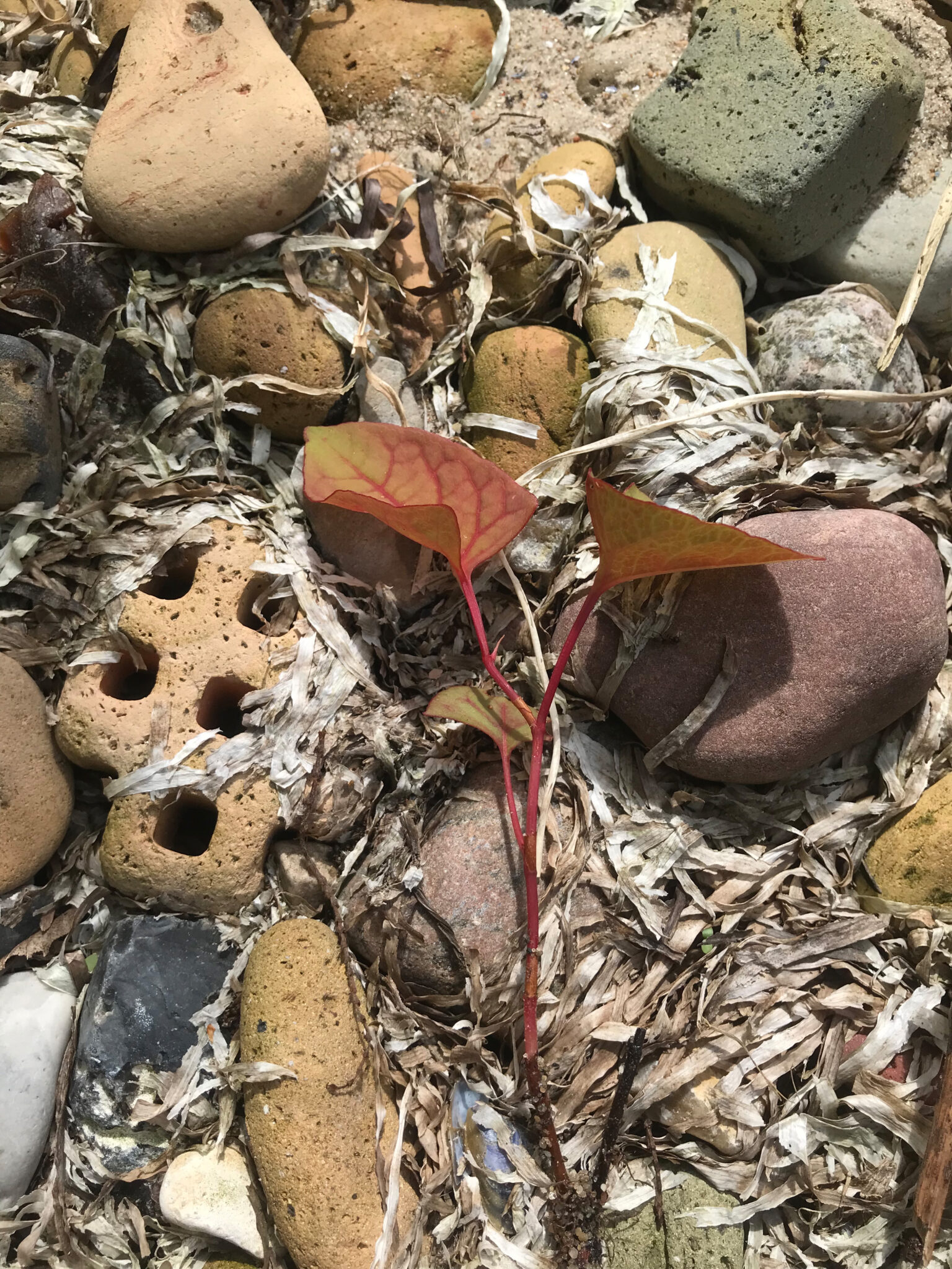 Strand med stenar där det ligger en liten planta. foto.