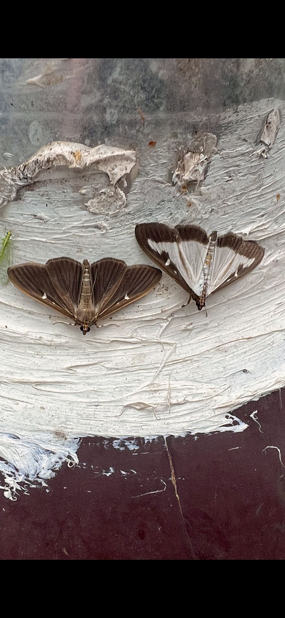 Två mått, en ljus och en mörk. Foto.