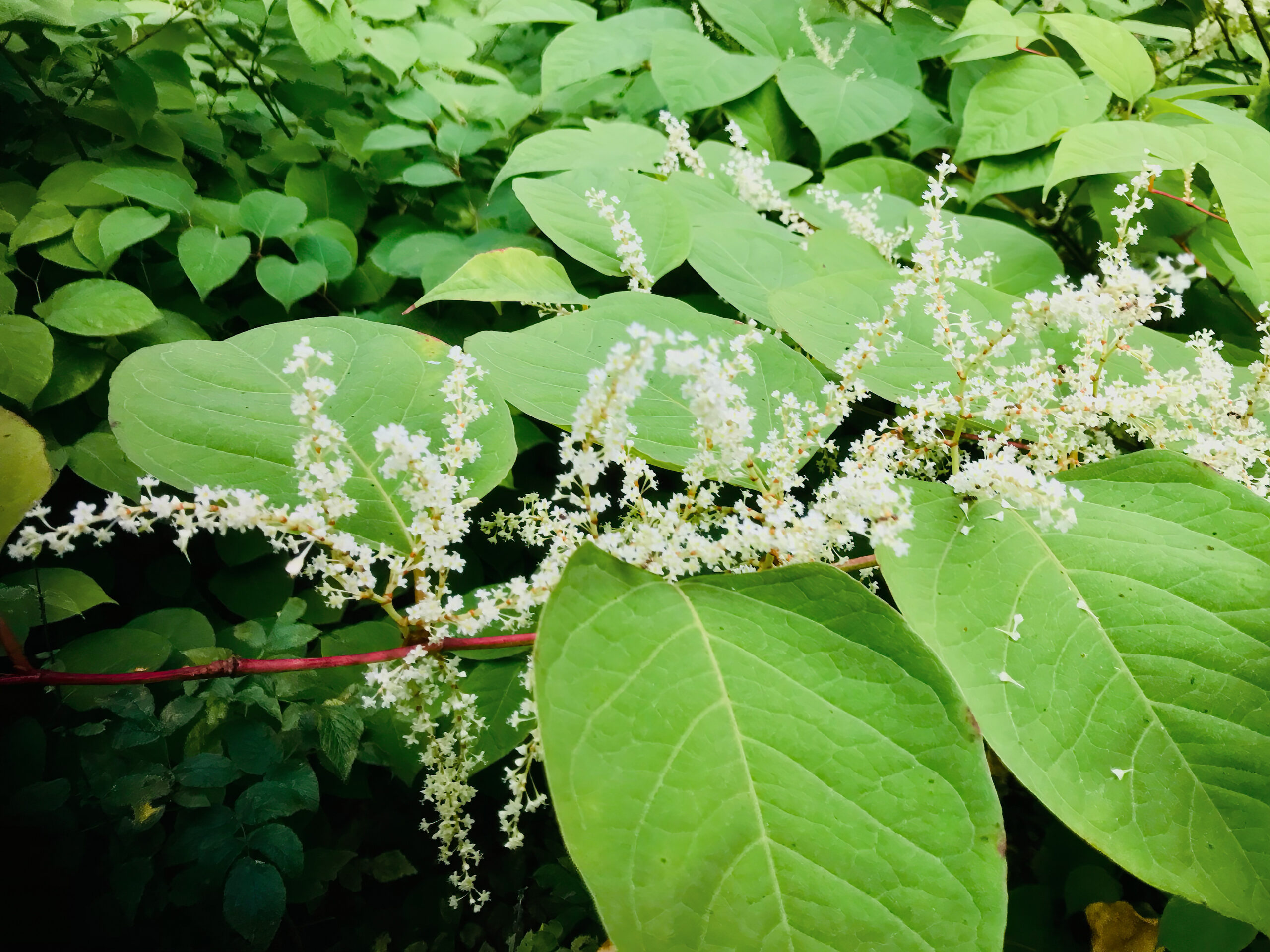 Bild till: Nya perspektiv på parkslidets spridning i ett nordiskt klimat