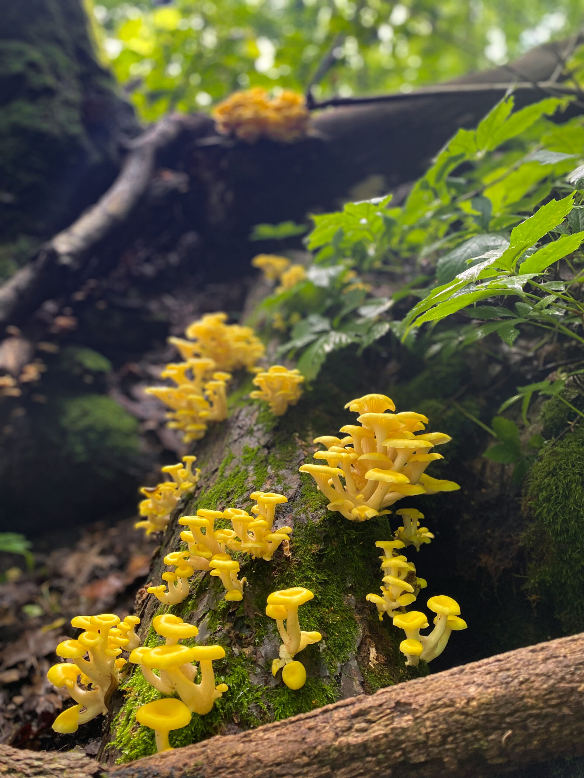 Bild till: Delikatess på rymmen