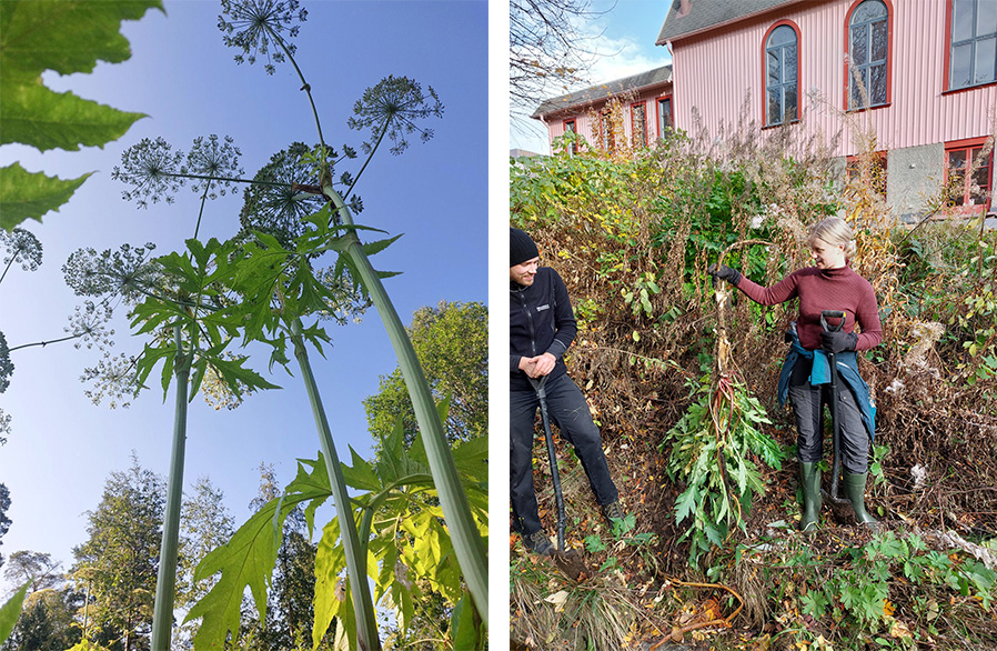 collage av två foton: till vänster en bild på höga korgblommiga växter, till höger en bild på två personer som gräver upp en växt med en stor rot. 