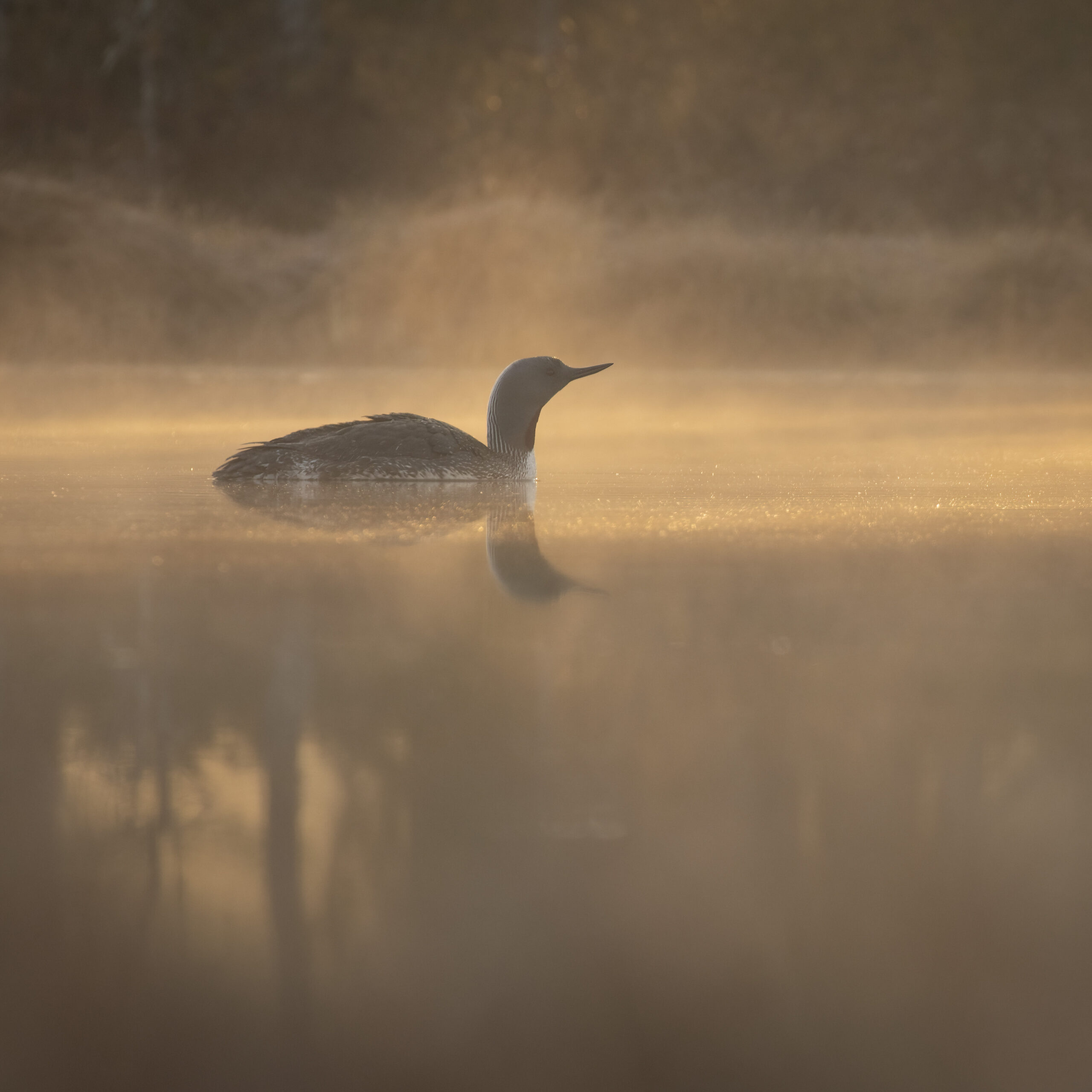 En ensam sjöfågel simmar på ett blankt vatten, i en guldrosa dimma. Foto.